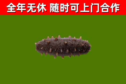 吴江区回收海参干